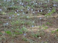 Cichorium intybus