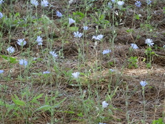 Cichorium intybus