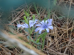 Cichorium intybus