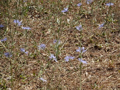 Cichorium intybus