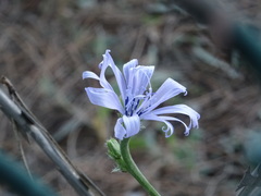 Cichorium intybus