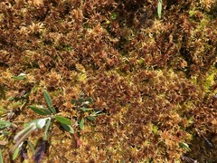 Sphagnum lenense