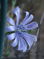 Cichorium intybus