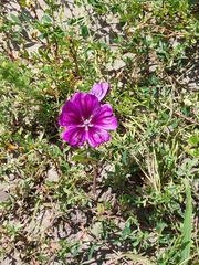 Malva sylvestris mauritiana