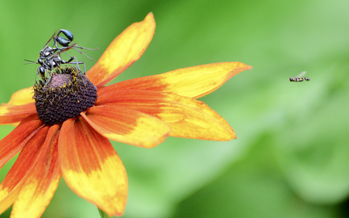 Gold-marked Thread-waisted Wasp photo 6