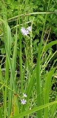 Verbena simplex