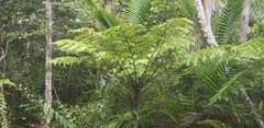 Alsophila portoricensis