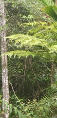 Alsophila portoricensis