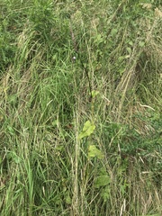 Bistorta officinalis