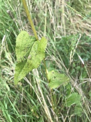 Bistorta officinalis