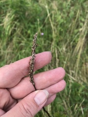 Bistorta officinalis