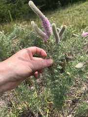 Dalea villosa