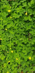 Arachis repens