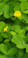 Arachis repens