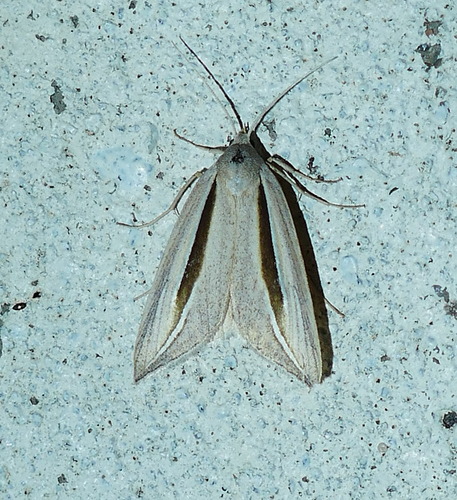 Doryodes latistriga photo 4