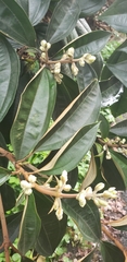 Miconia mirabilis