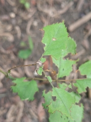 Pseudocneorhinus bifasciatus