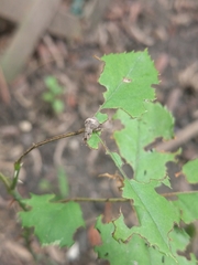 Pseudocneorhinus bifasciatus