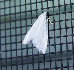 Leptosteges vestaliella