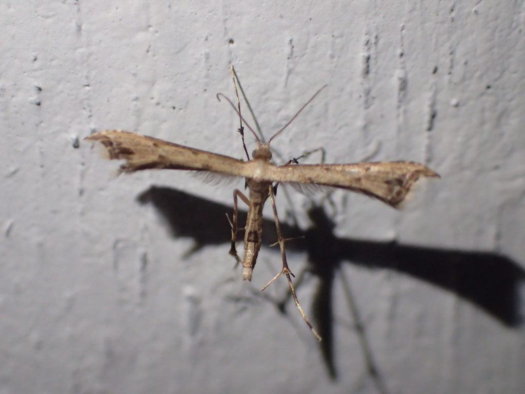 Ochyrotica breviapex
