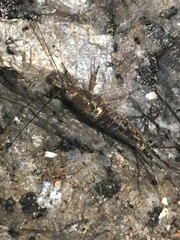 Petrobius brevistylis