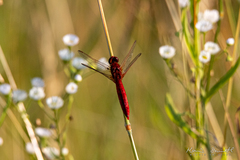 Crocothemis erythraea