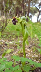 Ophrys bombyliflora