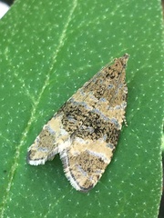 Olethreutes metallicana