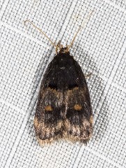 Cophomantella lychnocentra