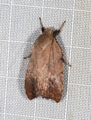 Tortricopsis semijunctella