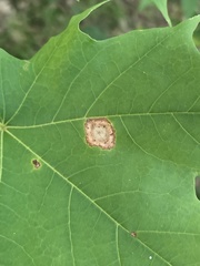 Acericecis ocellaris