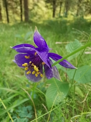 Aquilegia confusa