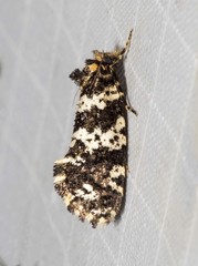 Ardiosteres moretonella