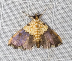 Agrotera basinotata