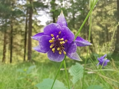 Aquilegia confusa