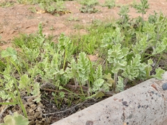 Cristaria glaucophylla