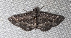 Chrysolarentia