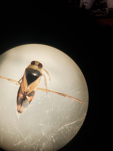 Kirby's Backswimmer photo 4