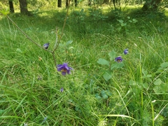 Aquilegia confusa