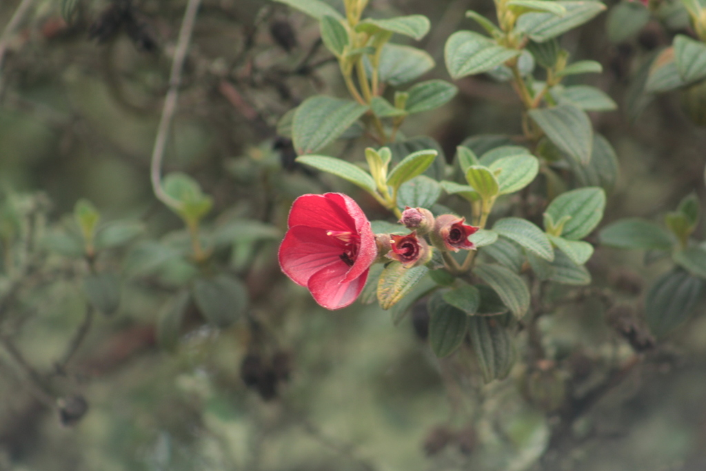 Chaetogastra grossa; photograph GERMAN LEONEL SARMIENTO CRUZ, CC BY, iNaturalist via GBIF