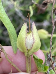 Calystegia sepium limnophila