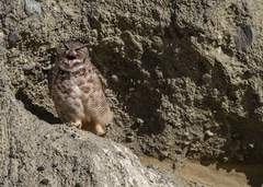 Bubo virginianus magellanicus