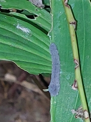 Phymatocera aterrima