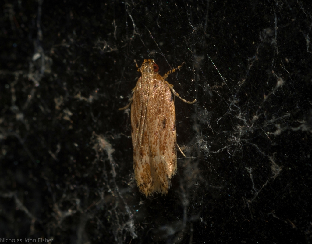 Ardozyga chalazodes
