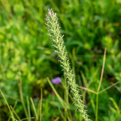 Liatris carrizana