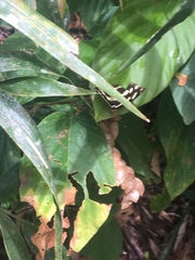 Catonephele mexicana