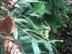 Catonephele mexicana