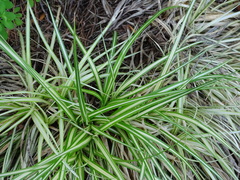 Carex oshimensis
