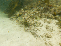 Diplodus hottentotus