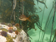 Boopsoidea inornata